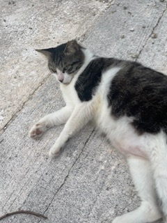 猫尽くし🐱